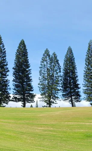 Photo of the Day: Double Pine